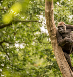 Gorilla Trekking in Uganda: Upto 35% Off on Uganda Gorilla Safari
