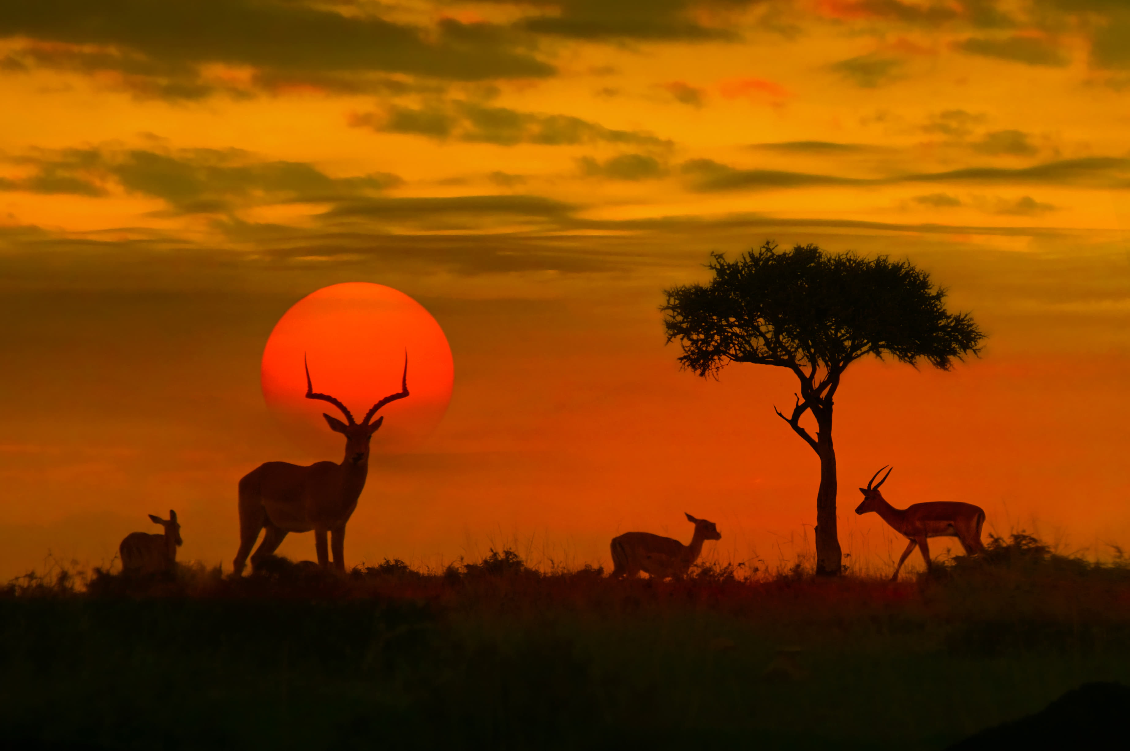 Kruger National Park Tour Packages: Book & Get UPTO 35%