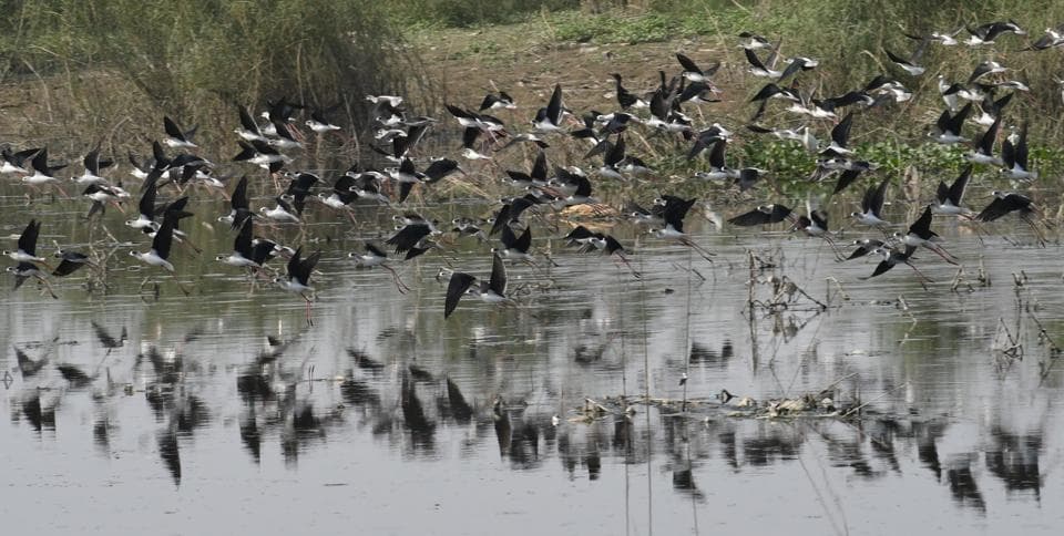 Gogabil Bird Sanctuary