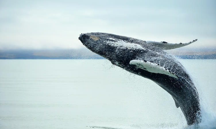 Feel Fascinated Watching Whales in Iceland