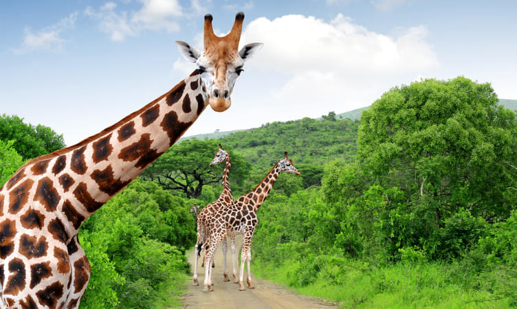National Zoological Gardens of South Africa
