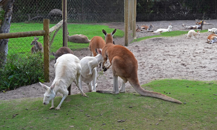 Explore Caversham Wildlife Park