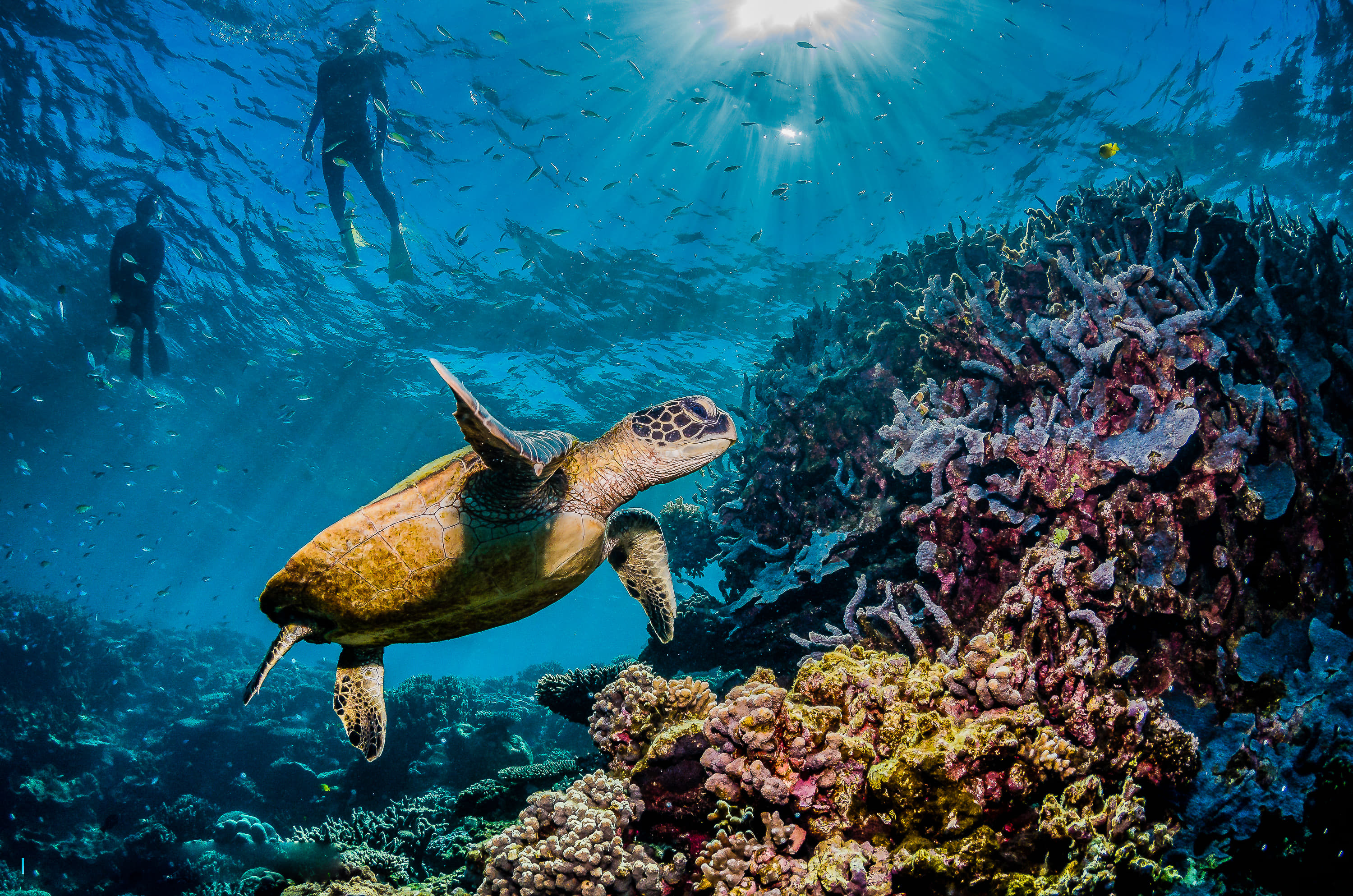 Snorkelling at the Great Barrier Reef