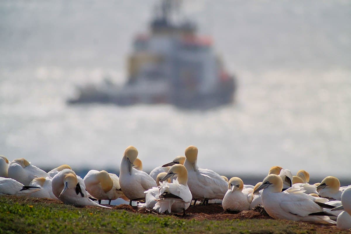 Bird Watching at Point Danger Gannet Colony