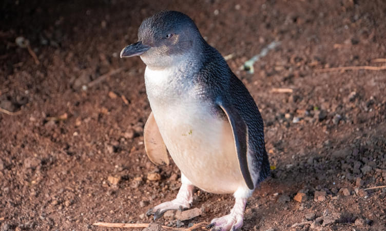 Witness Penguin Parade on Phillip Island