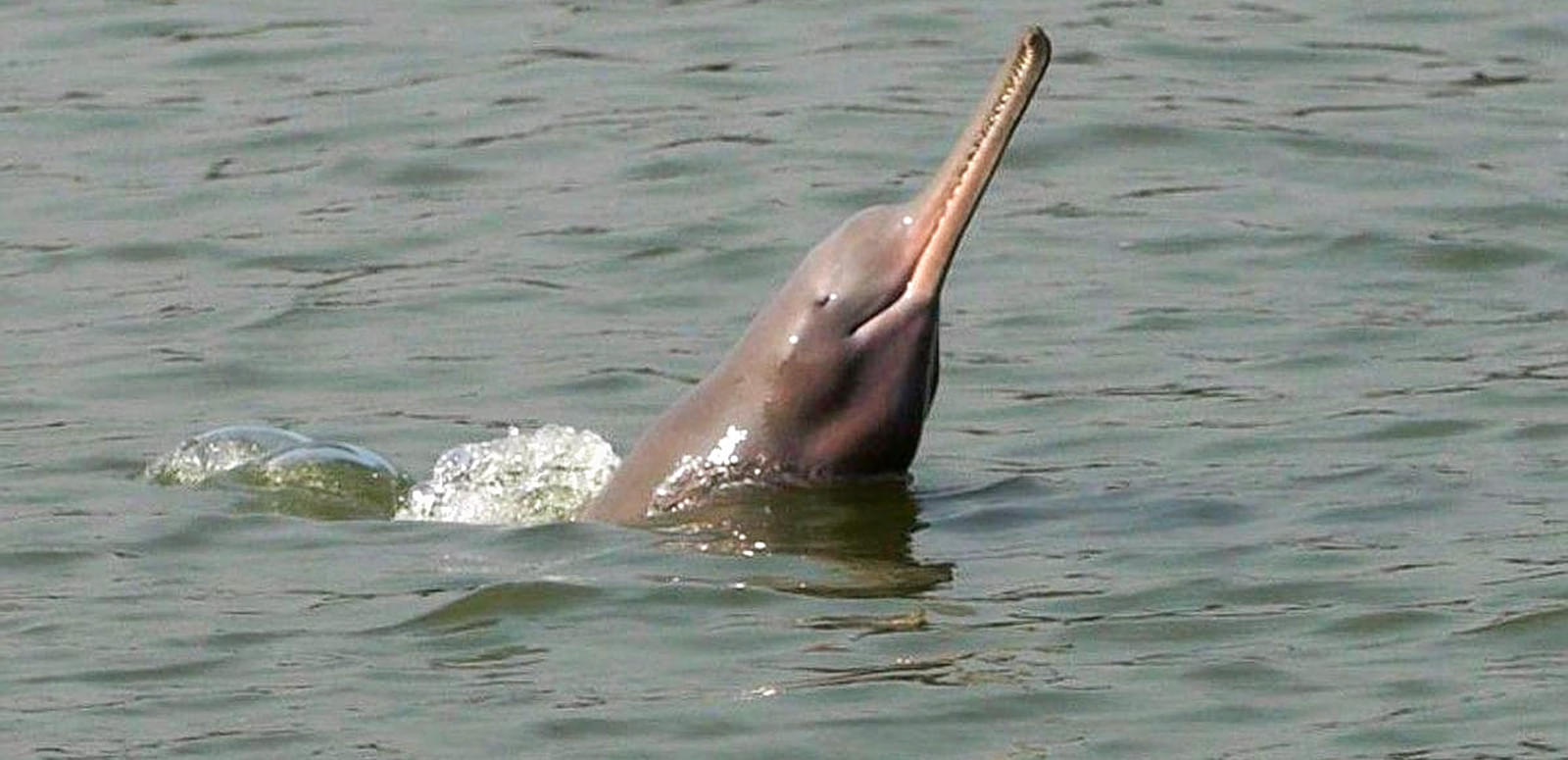 Vikramshila Gangetic Dolphin Sanctuary