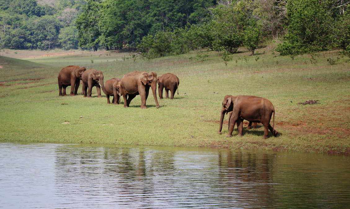 15-wildlife-safaris-in-india-jungle-safaris-in-india