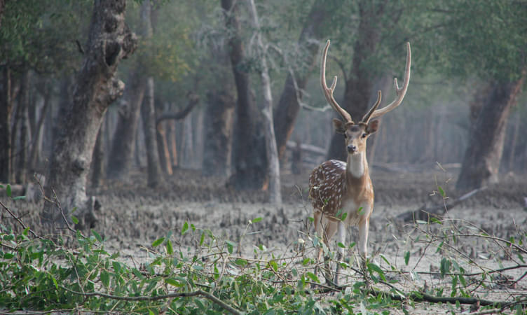 Sundarbans National Park