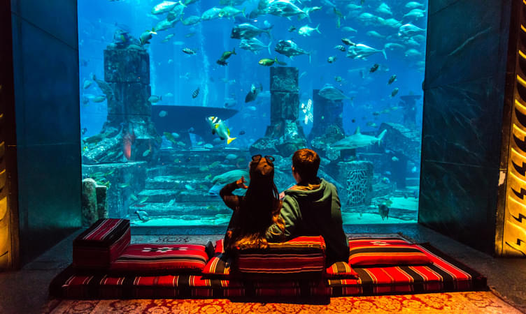 Explore The Underwater World at Dubai 