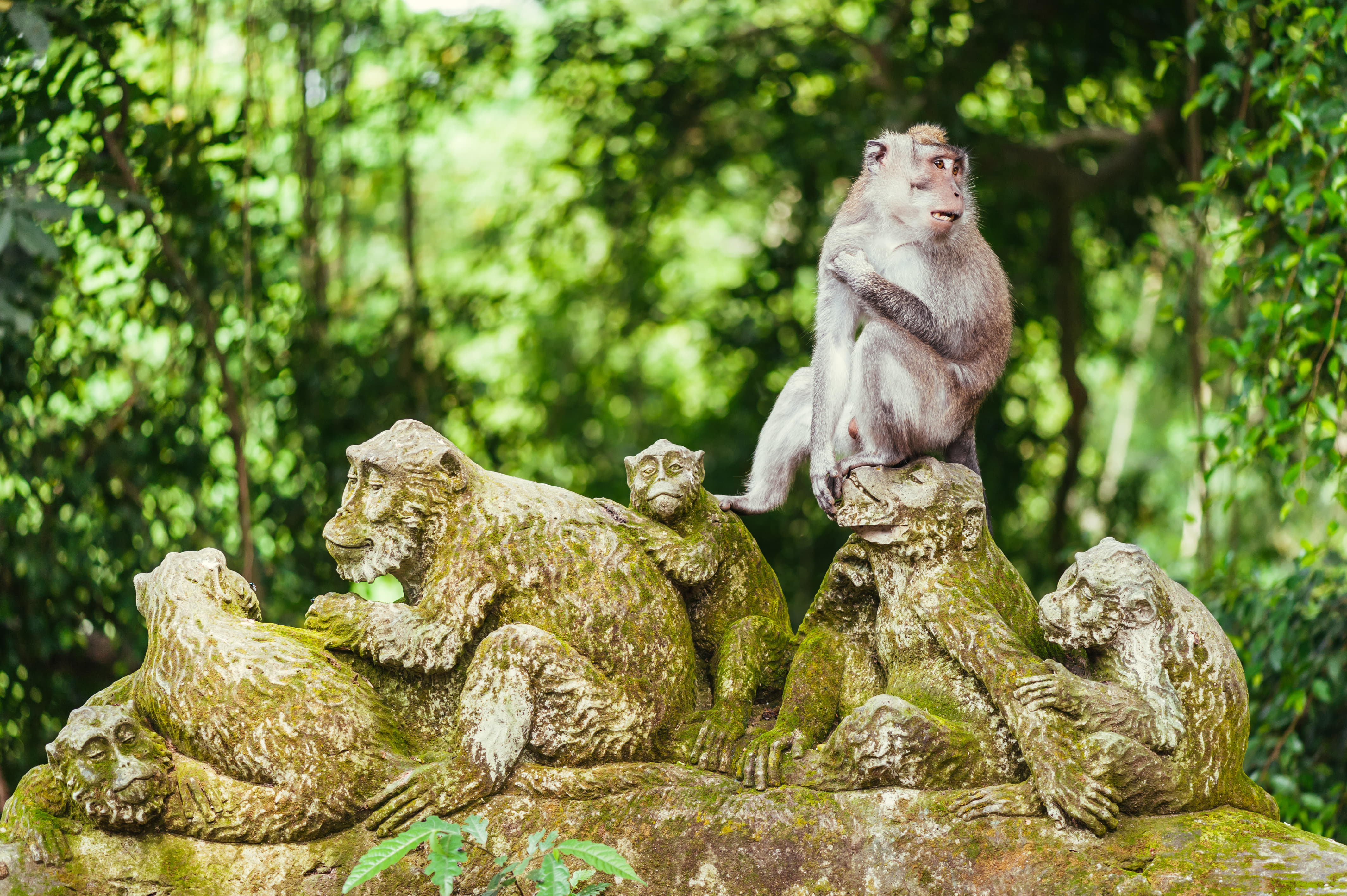 Visit the Ubud Monkey Forest