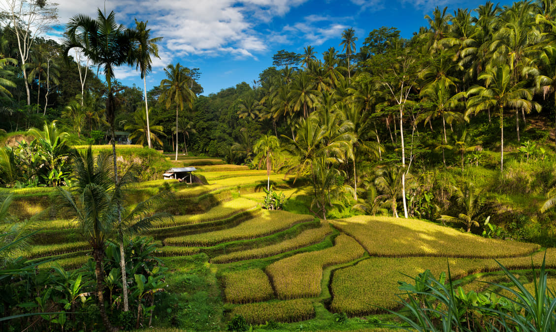 10 Rice Terraces in Bali To Visit For An Enchanting Experience