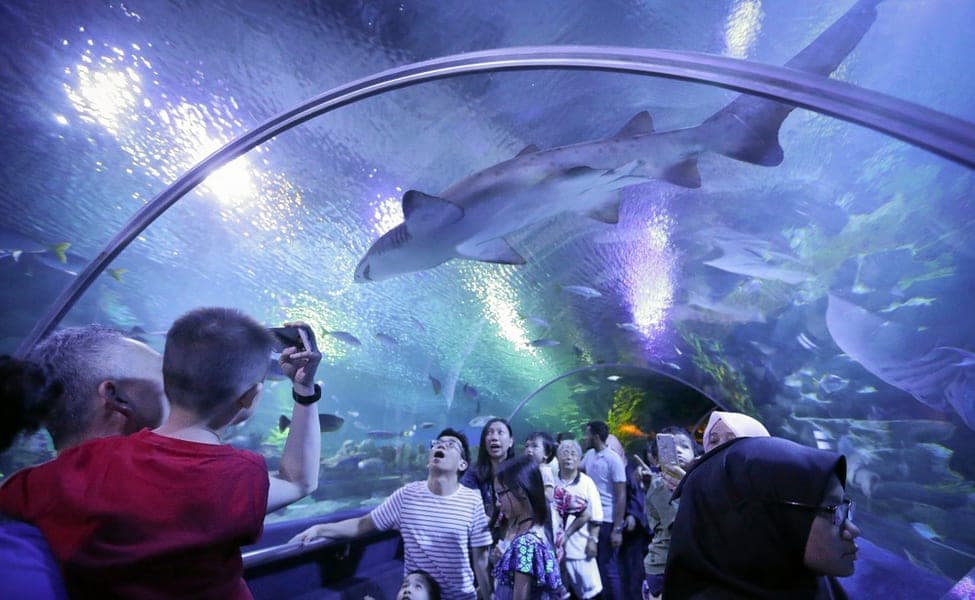 Explore the Marine & Aquatic Species at Aquaria KLCC