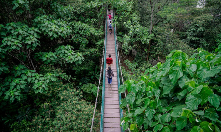 Take a Walk in the KL Tower Forest Eco Park