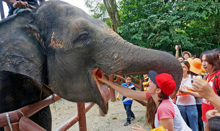 Take the Kuala Gandah Elephant Sanctuary Tour