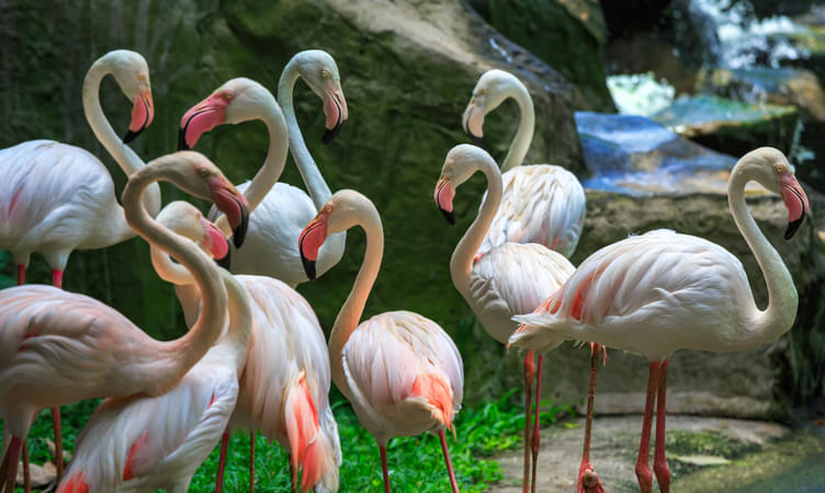 Explore Kuala Lumpur Bird Park