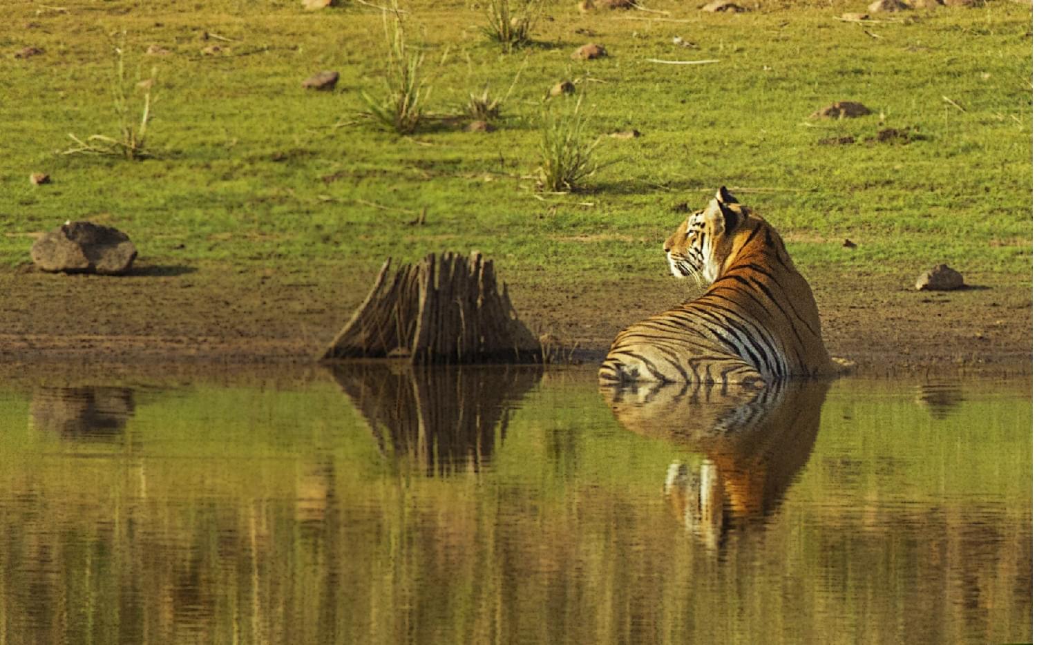Valmiki Tiger Reserve Jeep Safari | Book Now @45% Off