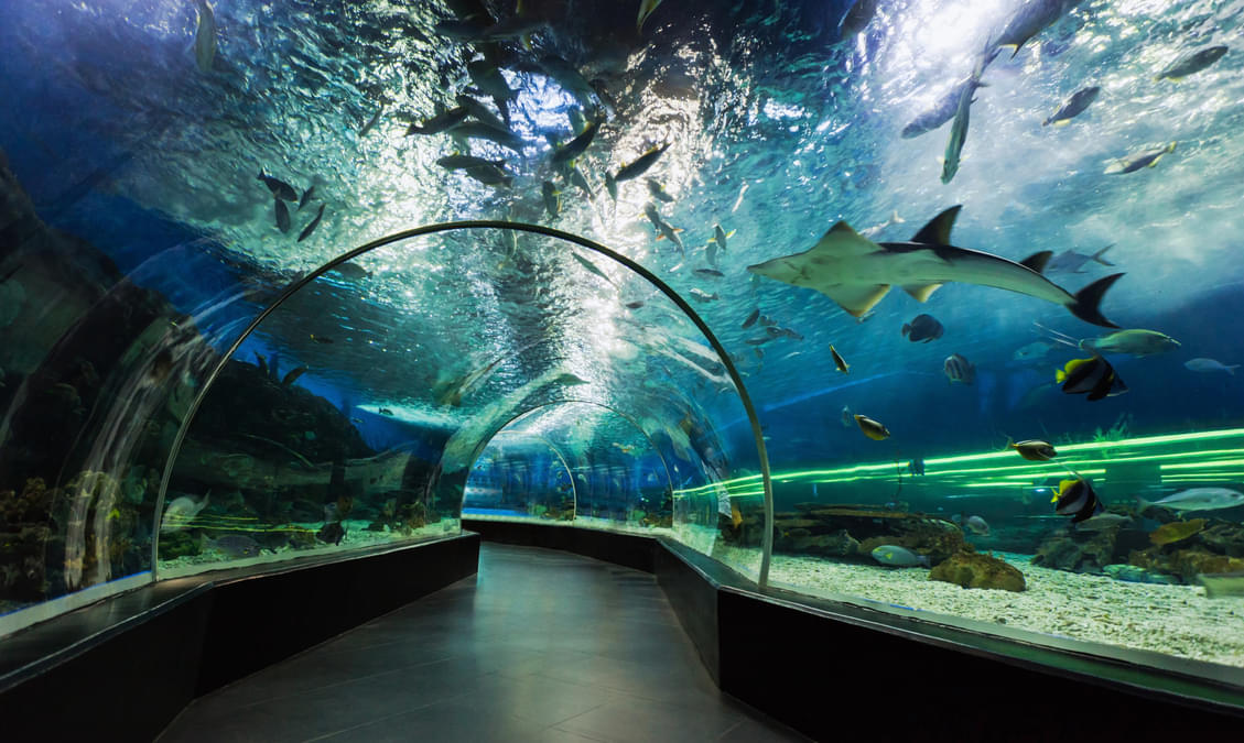15 Best Things to Do in Ocean Park Hong Kong Upto 20 Off
