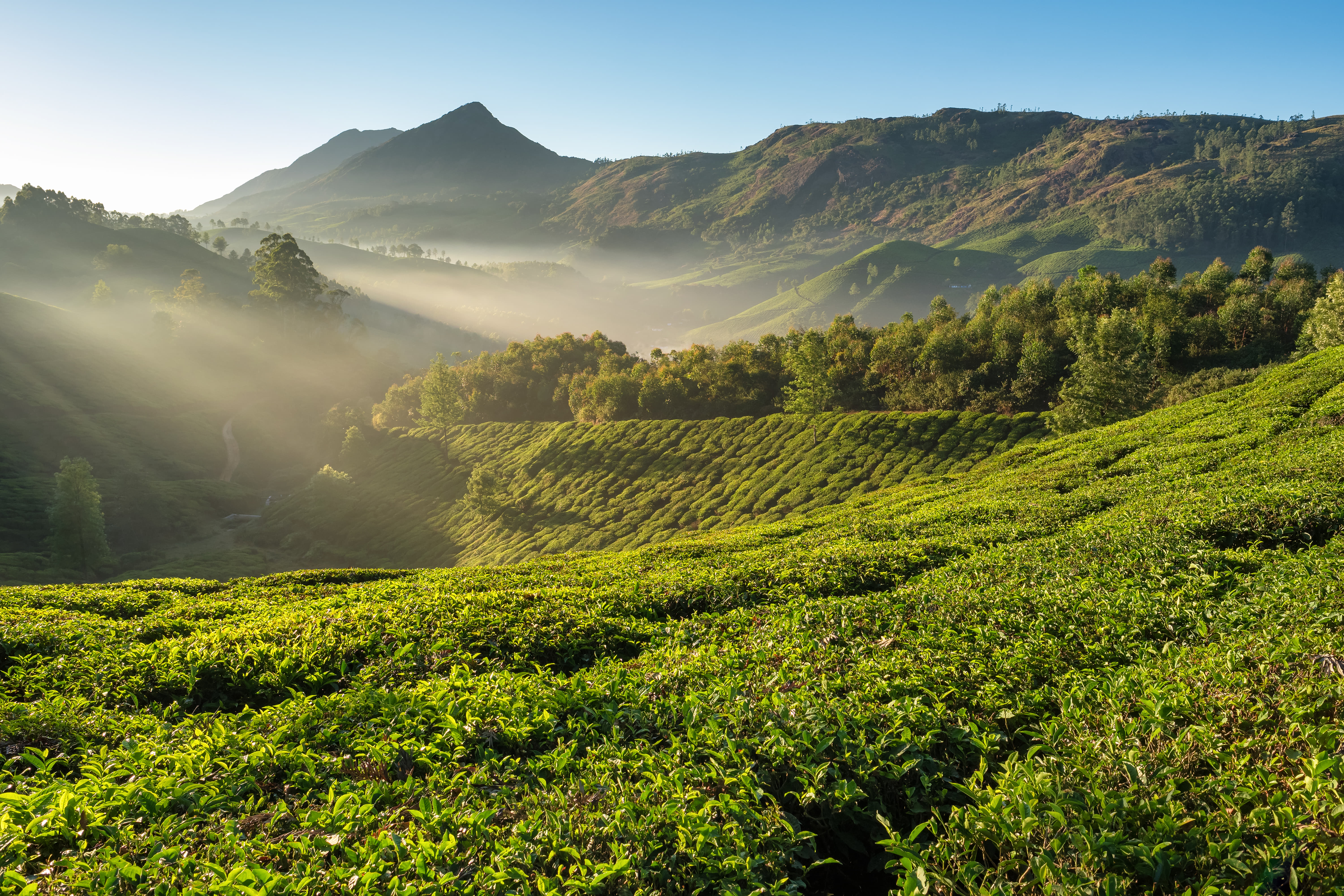 Lavish green land of Munnar