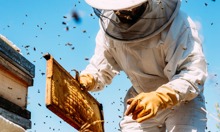 Check out the Hatta Honey Bee Discovery Centre