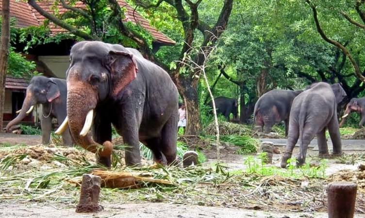 Punnathur kotta Elephant Palace, Guruvayur