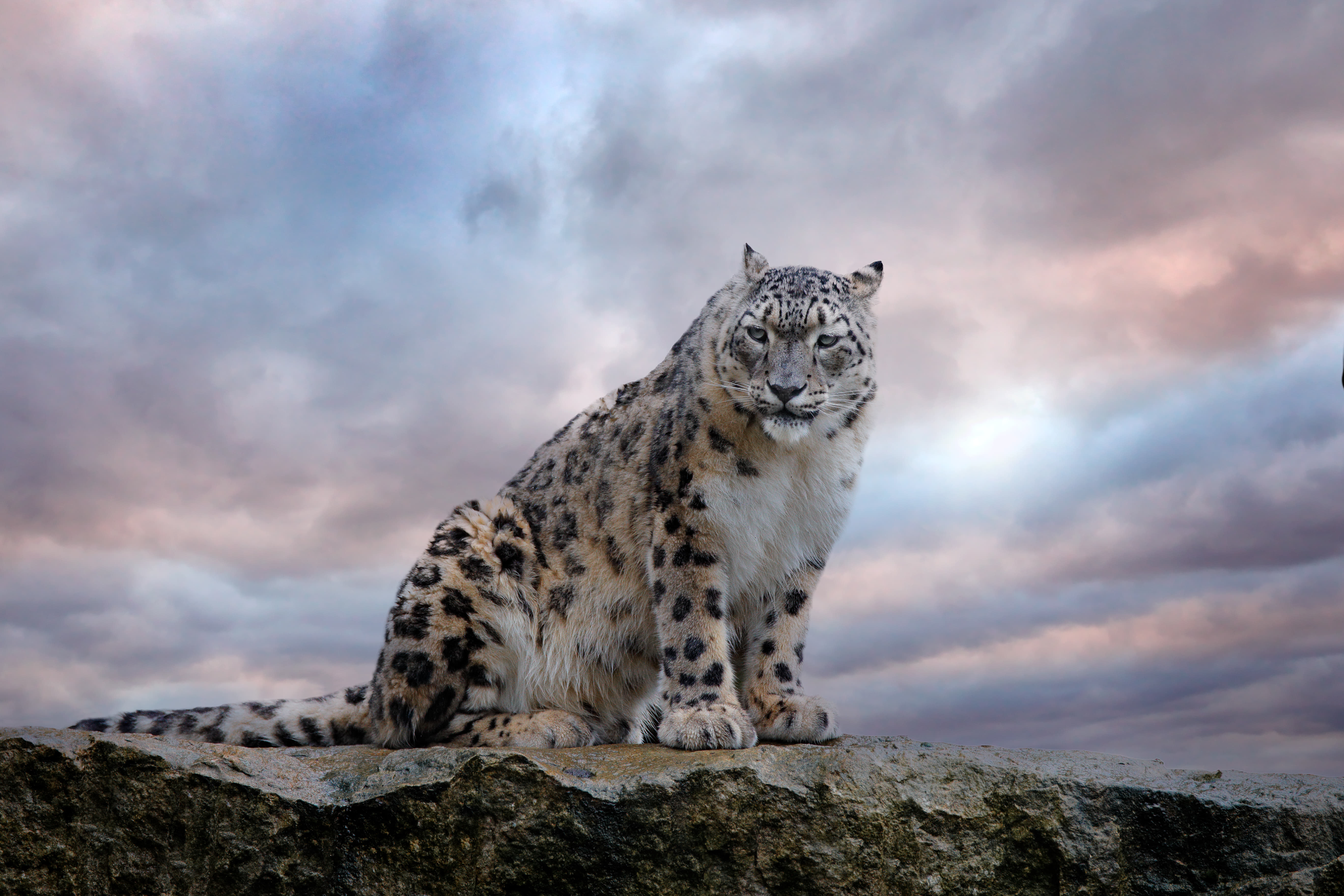 Snow Leopard 