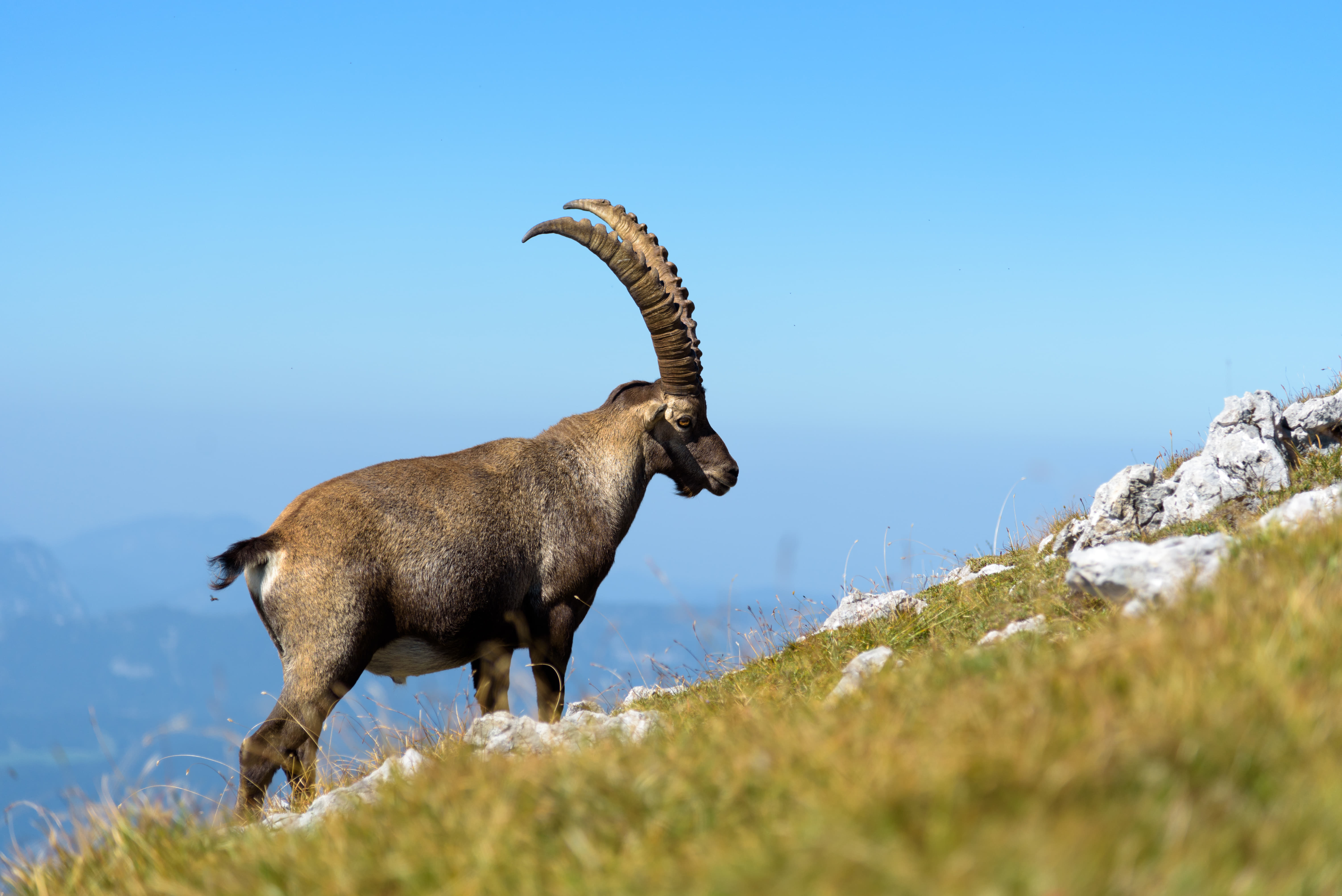 Asiatic ibex 