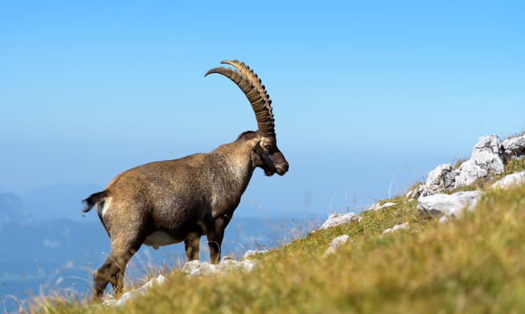 Asiatic ibex 