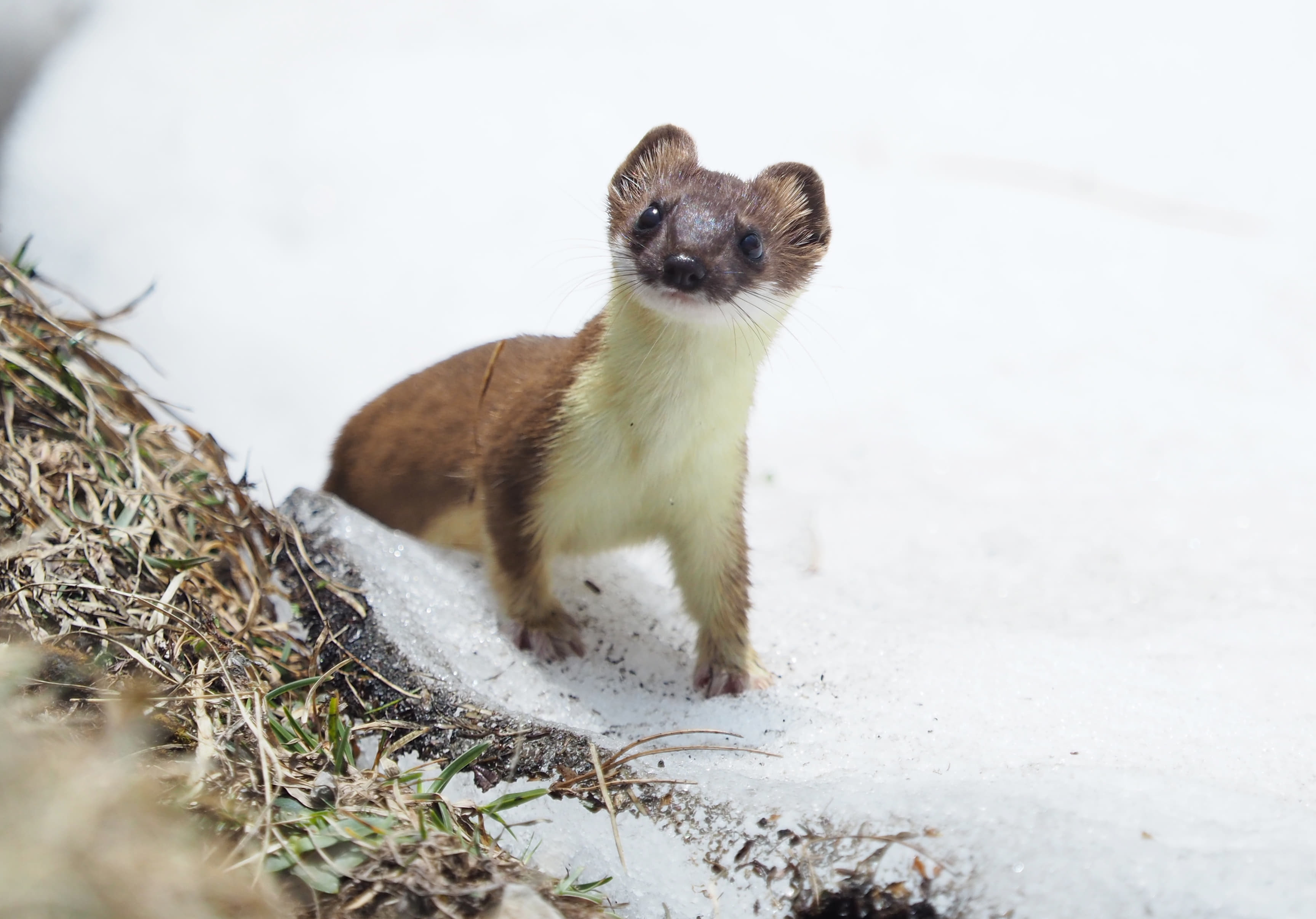 Mountain Weasel