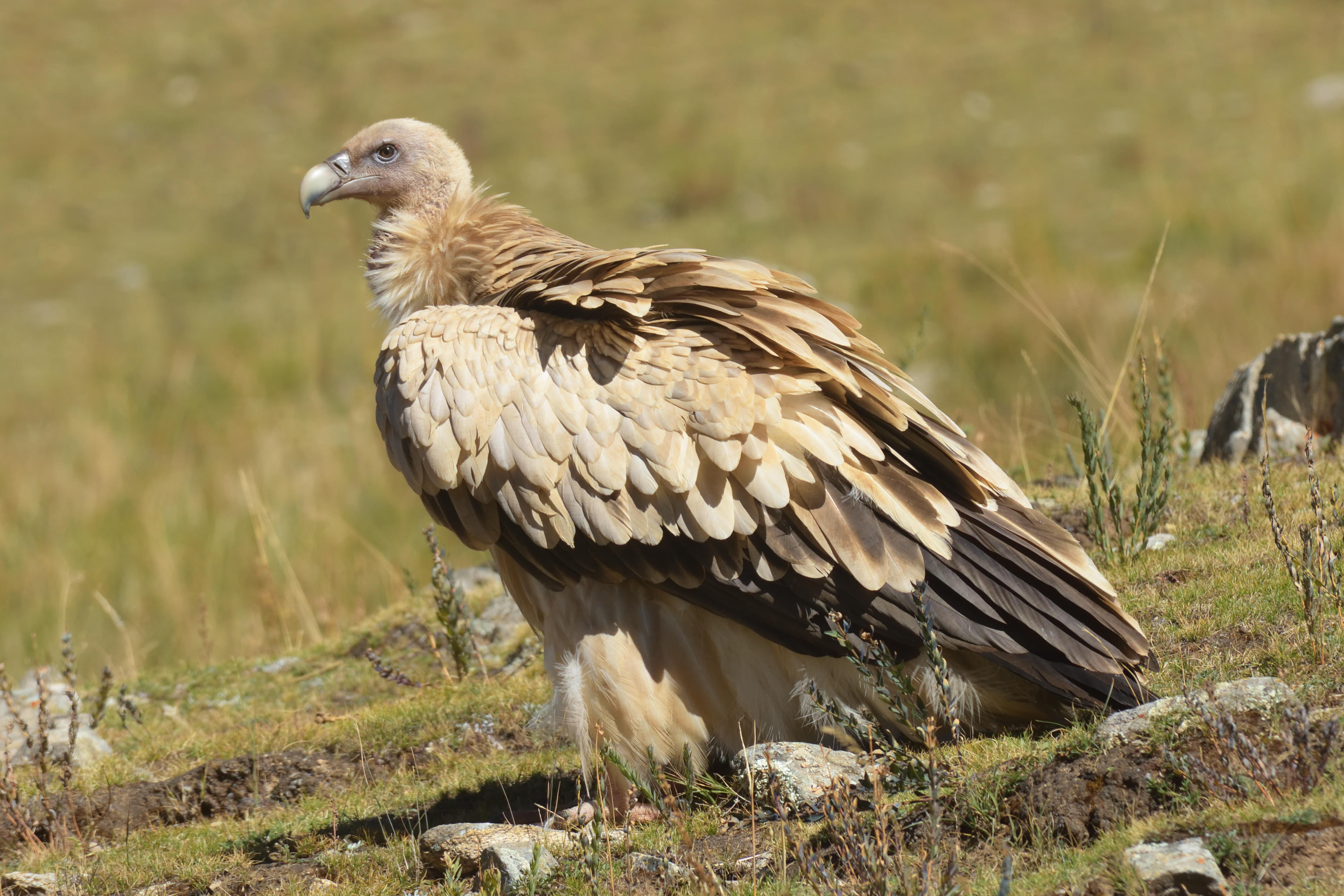 Himalayan Vulture