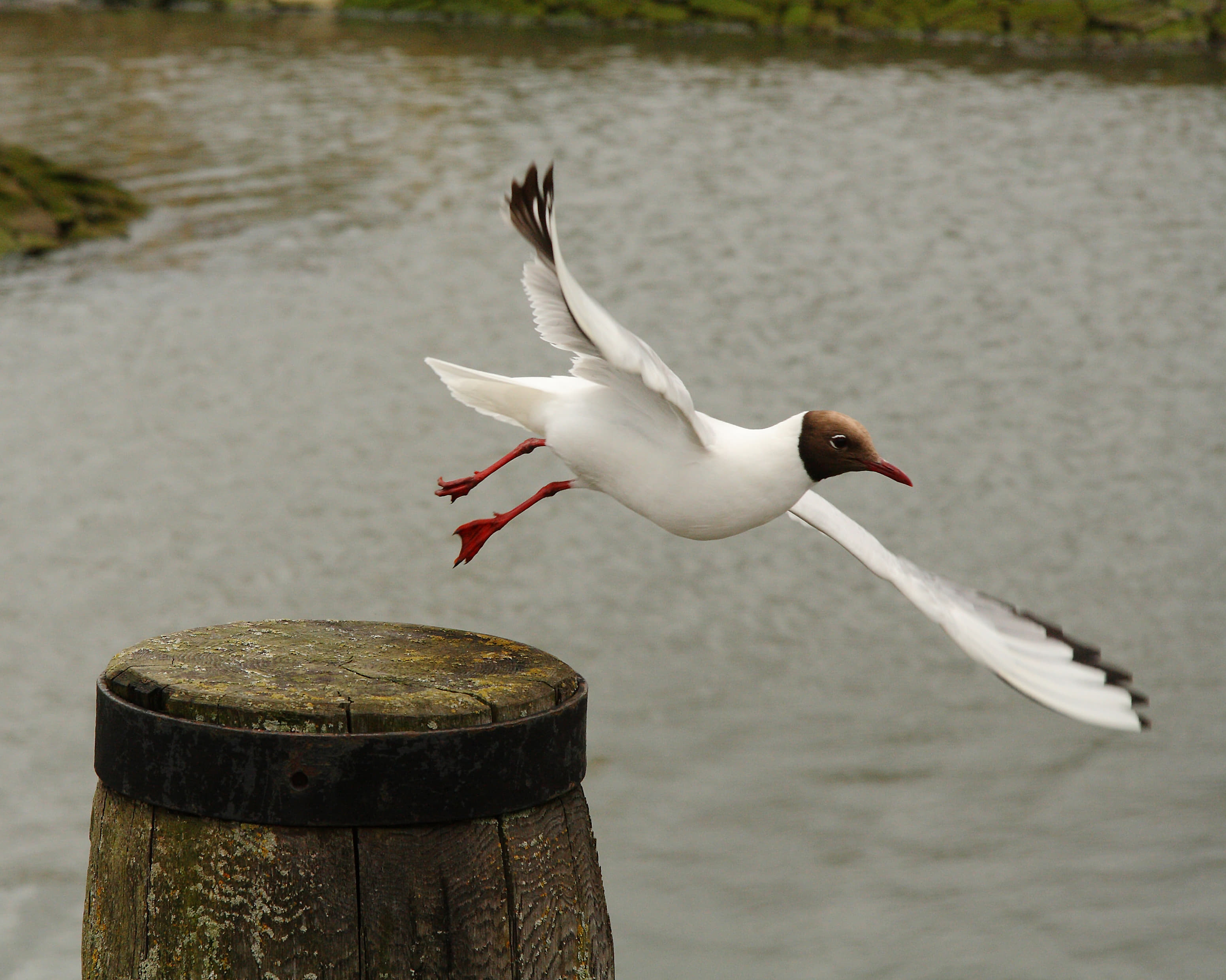 Brown-headed Gull
