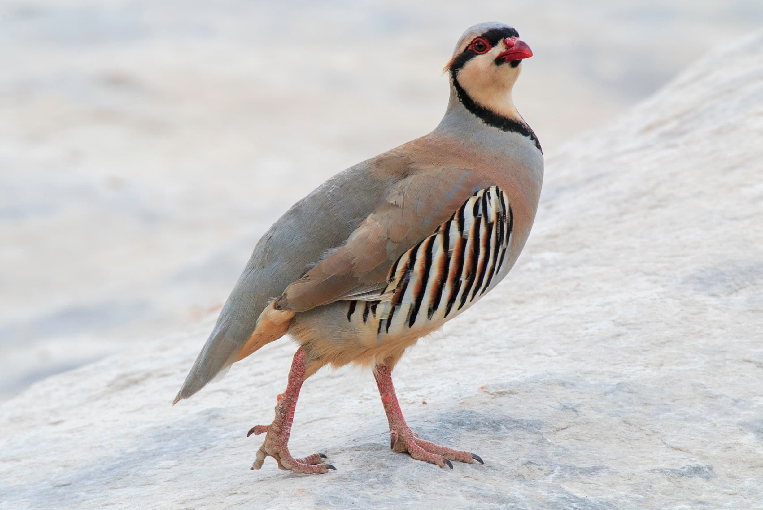 Chukar Partridge