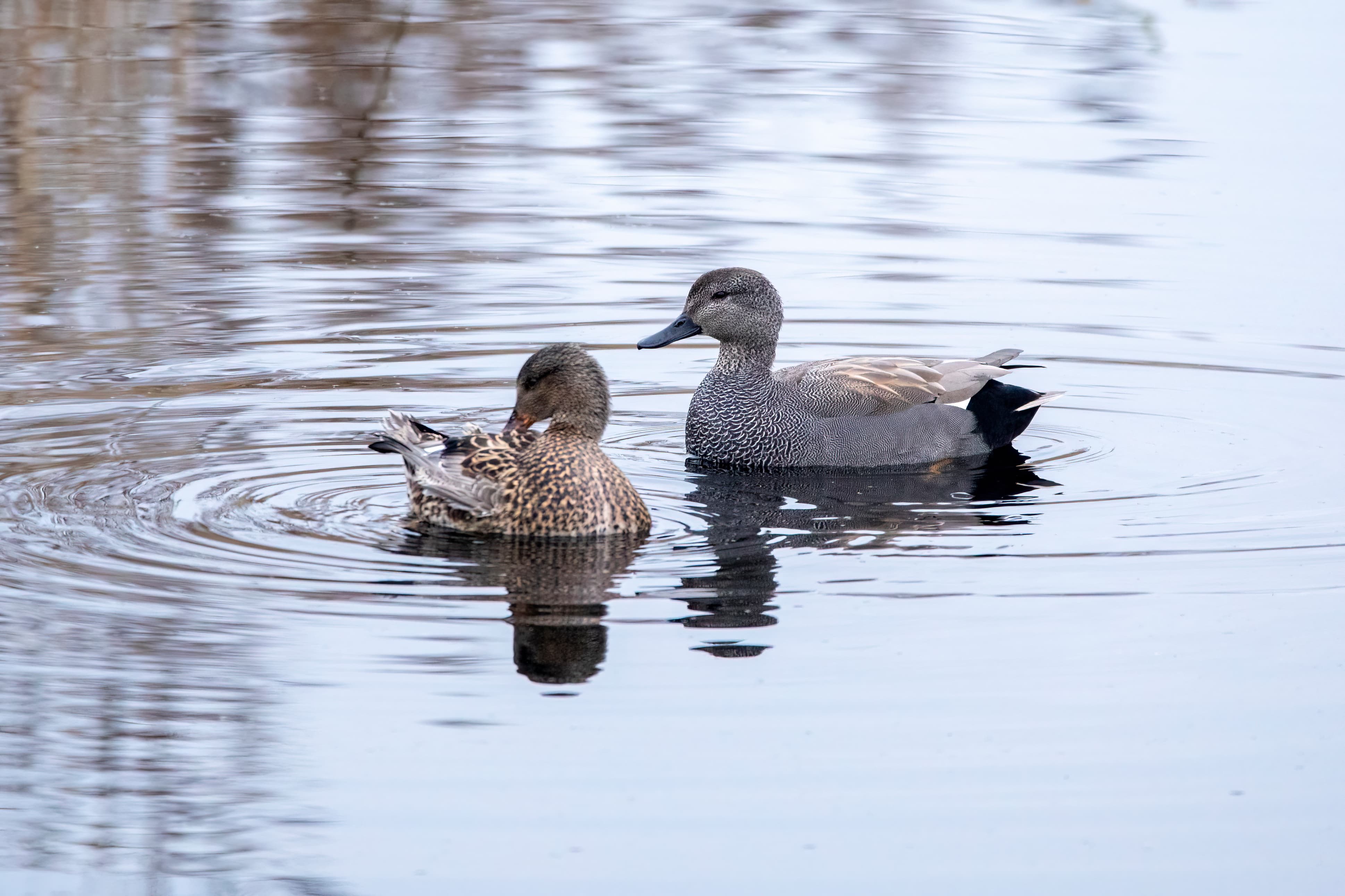 Gadwall