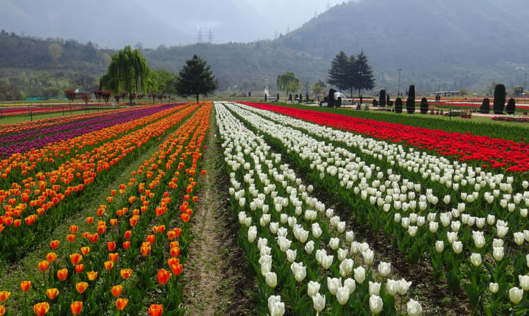 Explore the Adorable Flora the Indira Gandhi Tulip Garden