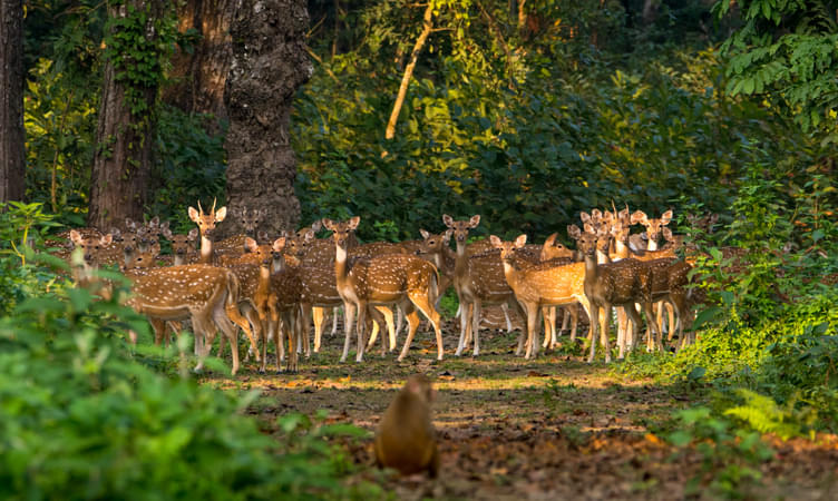 Visit Deer Park in Mizoram 