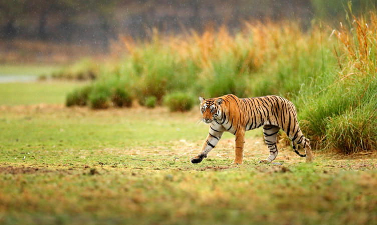 Explore Dampa Tiger Reserve Sanctuary 
