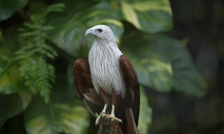 10 Things To Do in Jurong Bird Park For a Fun Day Out!
