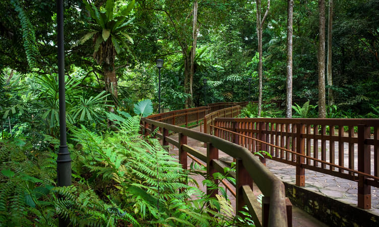   Enjoy a Bike Trail at Bukit Timah Nature Reserve
