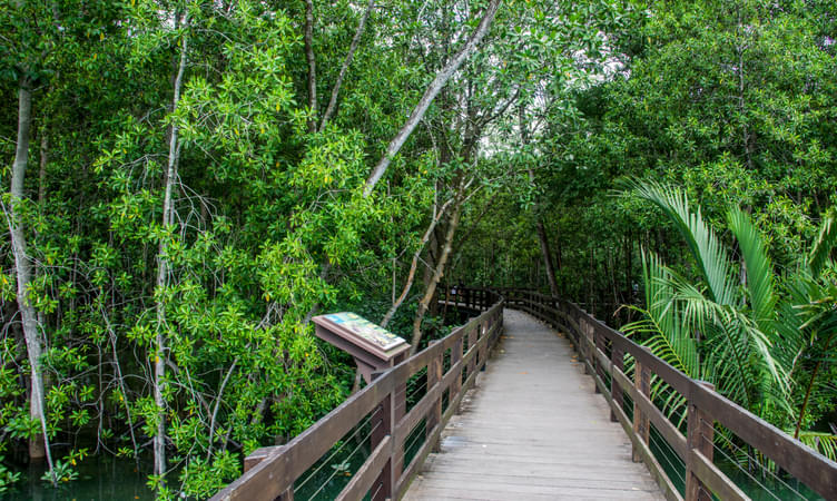 Take a Nature tour at Pasir Ris Mangrove Boardwalk