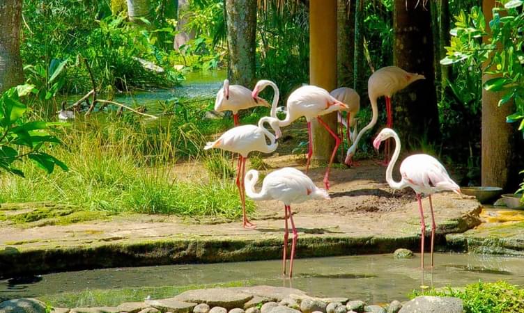  The Bali Bird Park