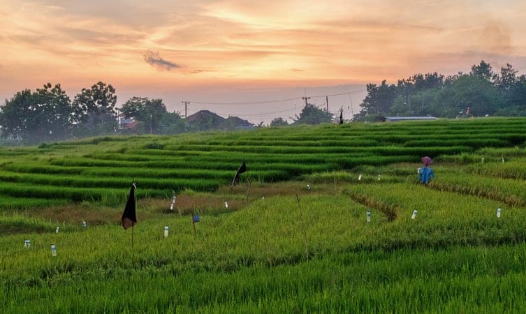 Canggu Rice Terraces 