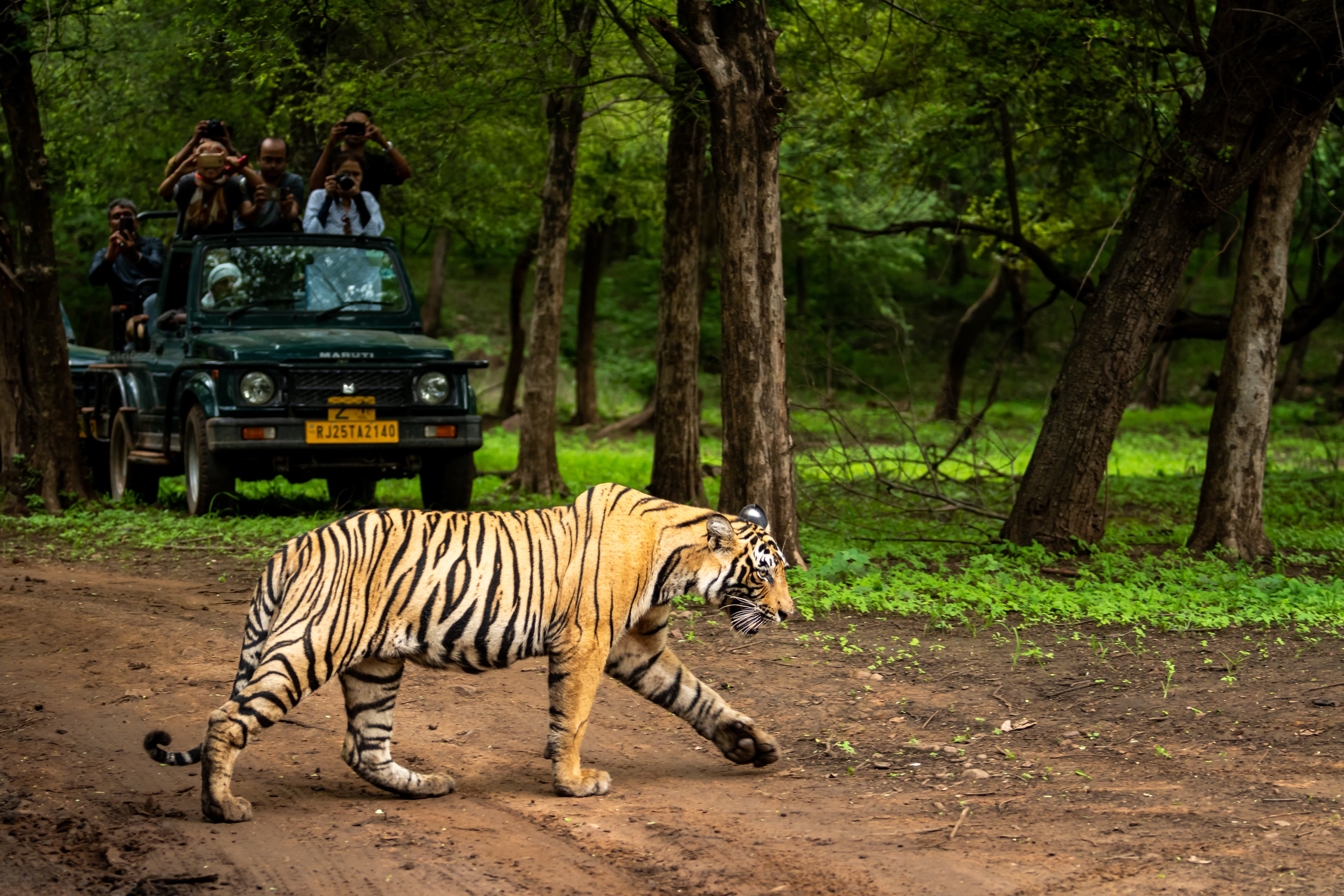 Ranthambore