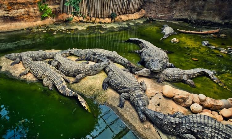 Explore Crocodile Adventureland Langkawi 