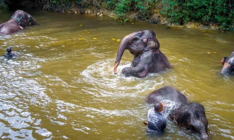 Have Fun at Kuala Gandah Elephant Sanctuary