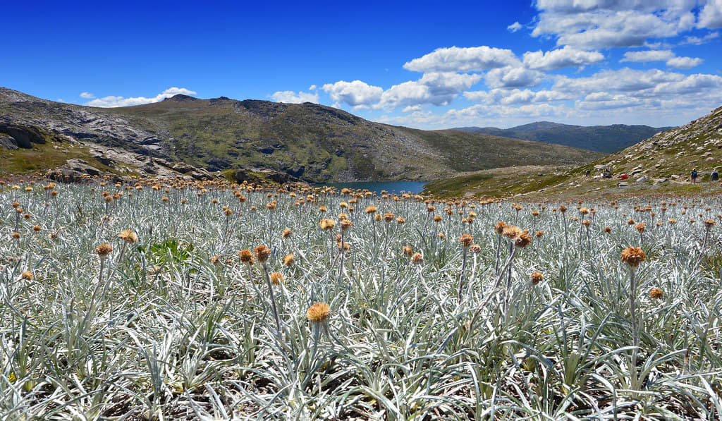 Kosciuszko National Park