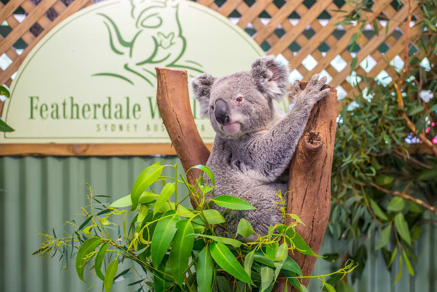 Meet Some Aussie Animals At Featherdale Wildlife Park