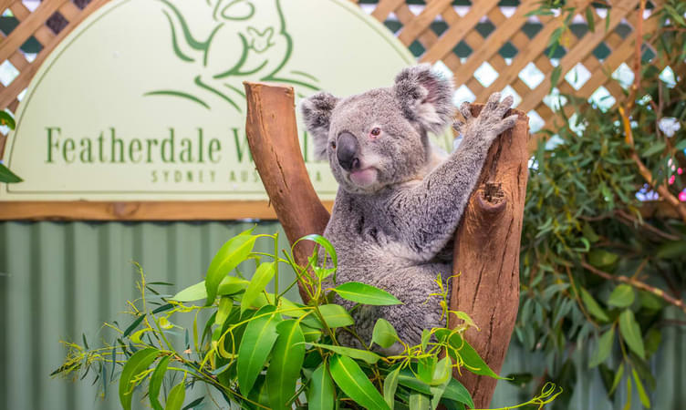 Meet Some Aussie Animals At Featherdale Wildlife Park