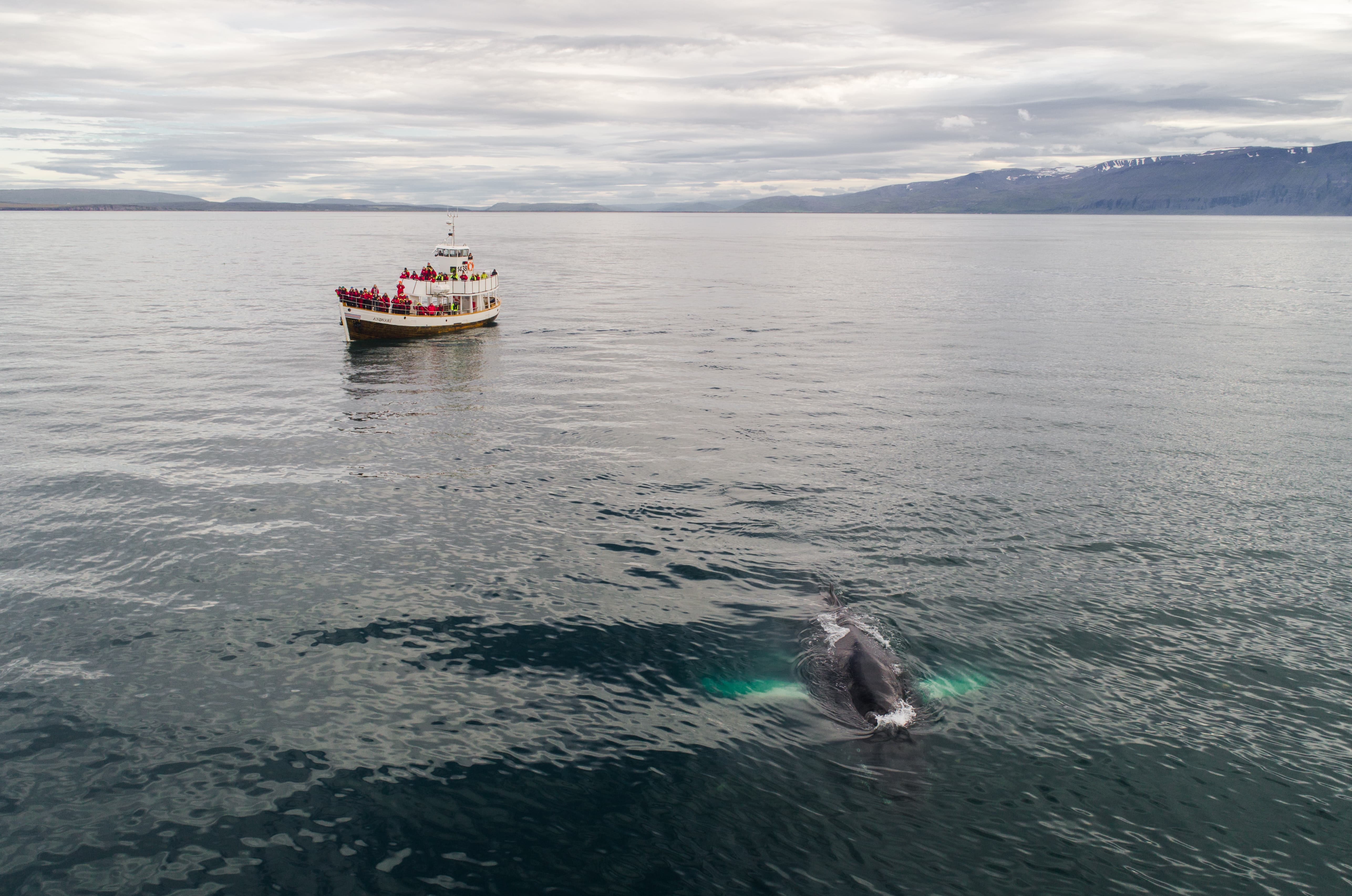 Enjoy a Whale Watching Cruise