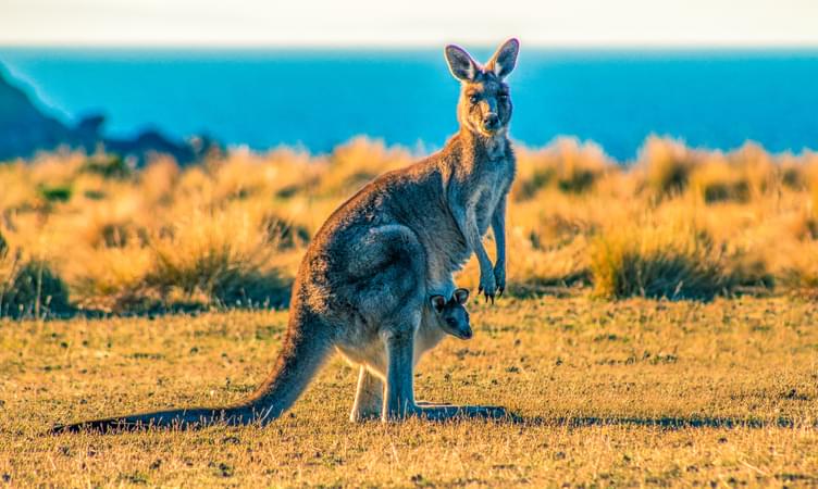 Discover the Kangaroo Island