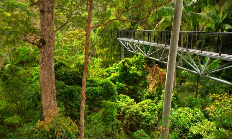 Enjoy the Mesmerizing view from Mount Tamborine Rainforest Skywalk