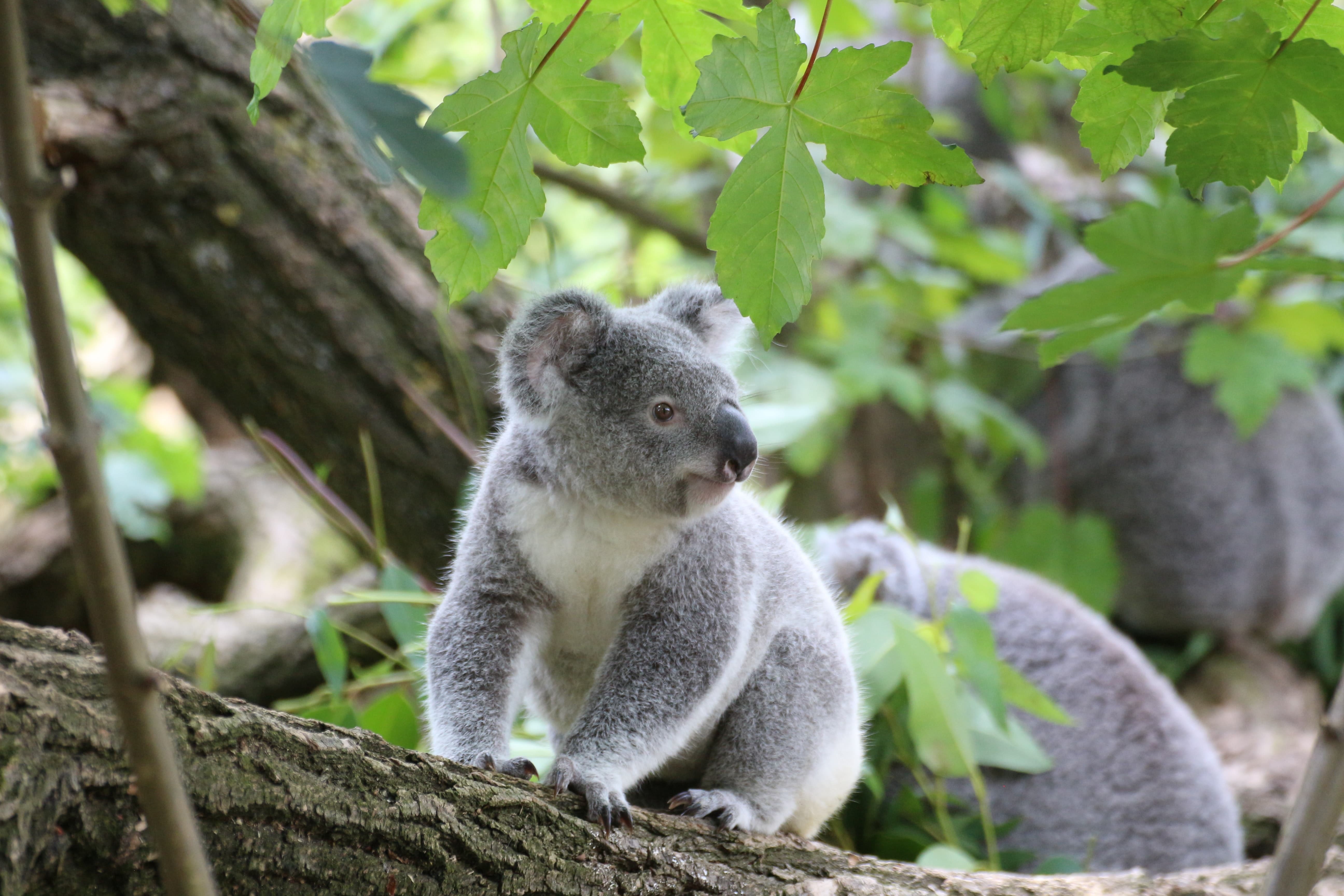 Visit Lone Pine Koala Sanctuary
